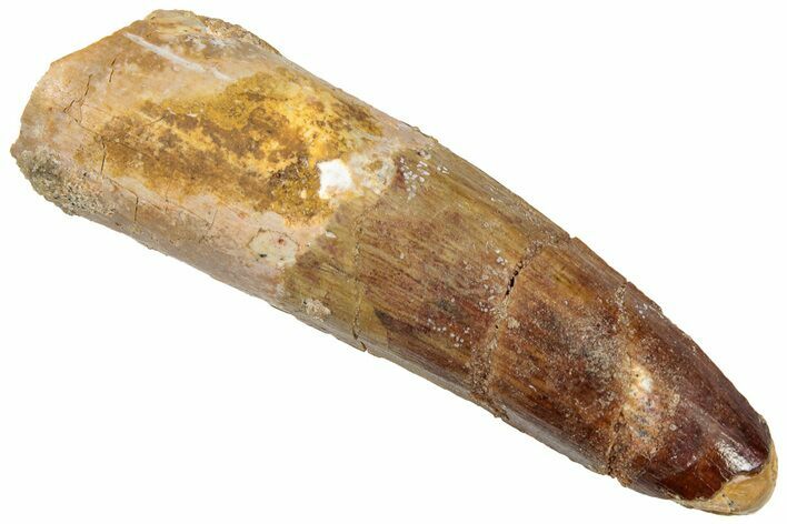 Fossil Spinosaurus Tooth - Real Dinosaur Tooth #305849